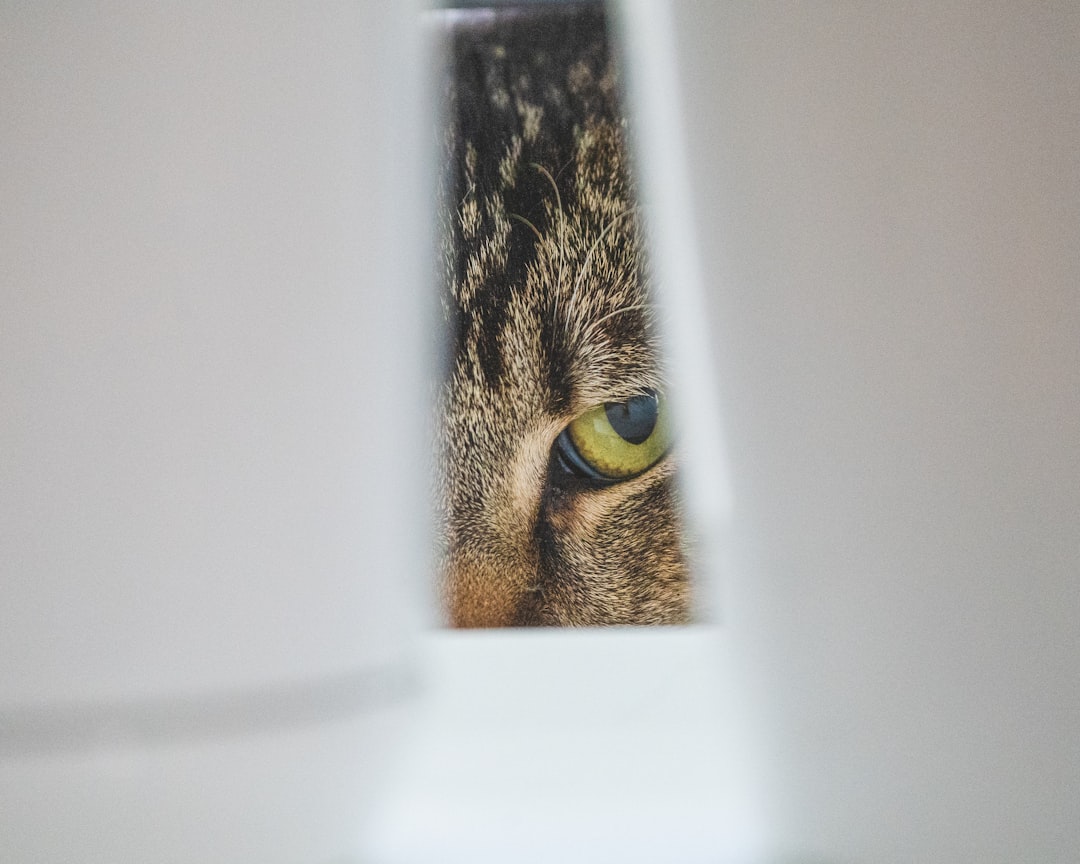 一人暮らしの猫に本当に使えるペットカメラ5選【2026年】結論から伝える最高の1台