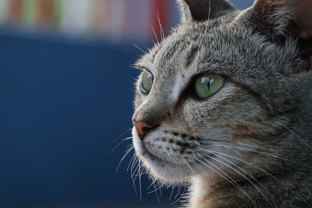 猫の遺伝子検査おすすめ比較【2026年】Basepaws vs Orivet vs 国内サービス：結論と使い方